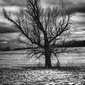 User picture for Terry Strayn