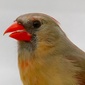 User picture for Deb Henman