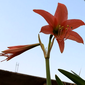 User picture for Rokonul Haque