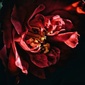 User picture for M FG