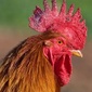 User picture for Uptown Rooster