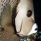 User picture for NEAL LANGERMAN