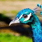 User picture for Roland Sankar