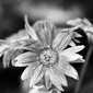User picture for Pam Foster