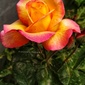 User picture for Firdous Parray
