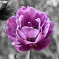 User picture for ANDREW WILDER