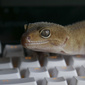User picture for Nicholas Lamborn