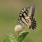 User picture for Cynthia Johnson