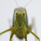 User picture for Sam Stadlen