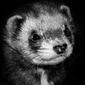 User picture for Robert Krajewski