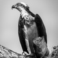 User picture for Robert Zurflieh