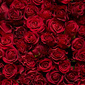 User picture for John L