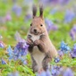 User picture for Naoki Kikorin