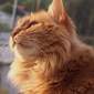 User picture for iyad tawil