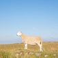 User picture for Simon Coggins