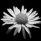 User picture for Aaron Hoessels