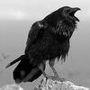 User picture for Corvus Corax