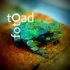 User picture for Foto Toad
