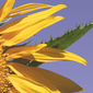 User picture for Richard Hubbard