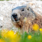 User picture for Tadej Žlahtič