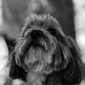 User picture for Shawn Thorne