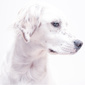 User picture for Jenny Mila tanghe