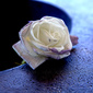 User picture for Dee Monroe