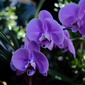 User picture for Alisa Speese