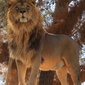 User picture for ismail alper şenova
