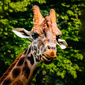 User picture for Mambo Vero