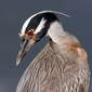 User picture for ALFREDO COLON