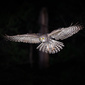 User picture for Stephen Aveling-Rowe