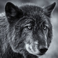 User picture for John Pelechosky