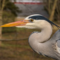 User picture for Allan Benche
