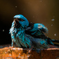 User picture for Márcio Rodrigues