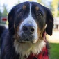 User picture for Dave Williamson