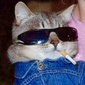 User picture for Cooler Cat
