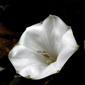 User picture for Hritvika Ghadiyali