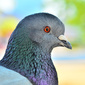 User picture for Paul Laubach
