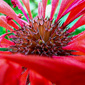 User picture for ashley smith