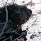 User picture for Peter Brass