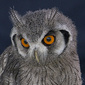 User picture for Dave Hall