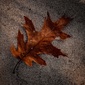 User picture for Lawrence Griffin