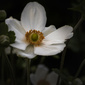 User picture for Susan Tiffen