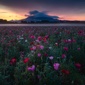 User picture for Yusuke Sakurai