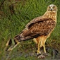 User picture for Clive Bennett