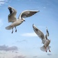 User picture for Rea Loschinger