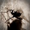 User picture for Jacobus Geldenhuys