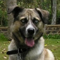 User picture for Giuseppe Gessa