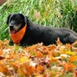 User picture for Dennis McCarthy